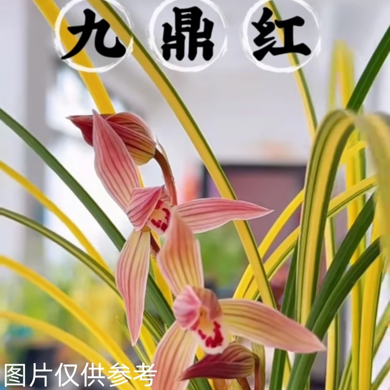 （1号）一物一拍云南兰花【鹤庆兰花官方直播间拍品】