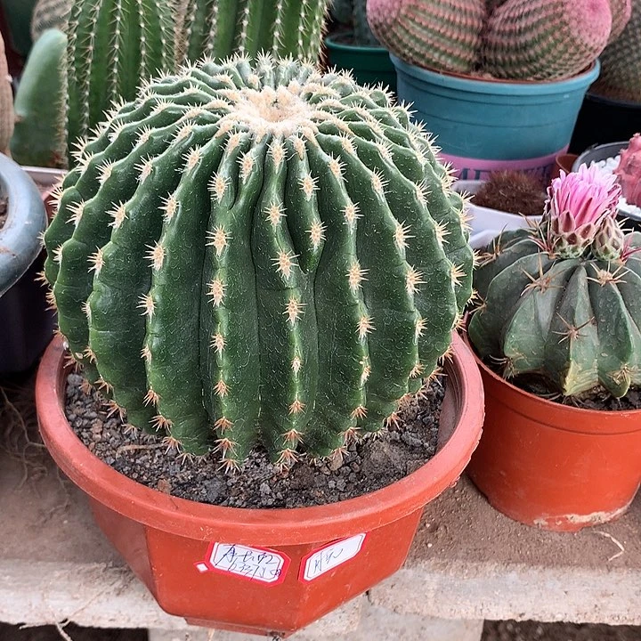 康*虹裸虎直播间一物一拍