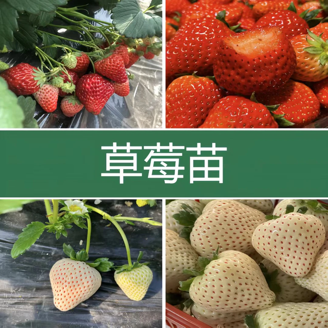 草莓苗原盆原土红颜建德白露带盆种好适合阳台庭院种植基地直发