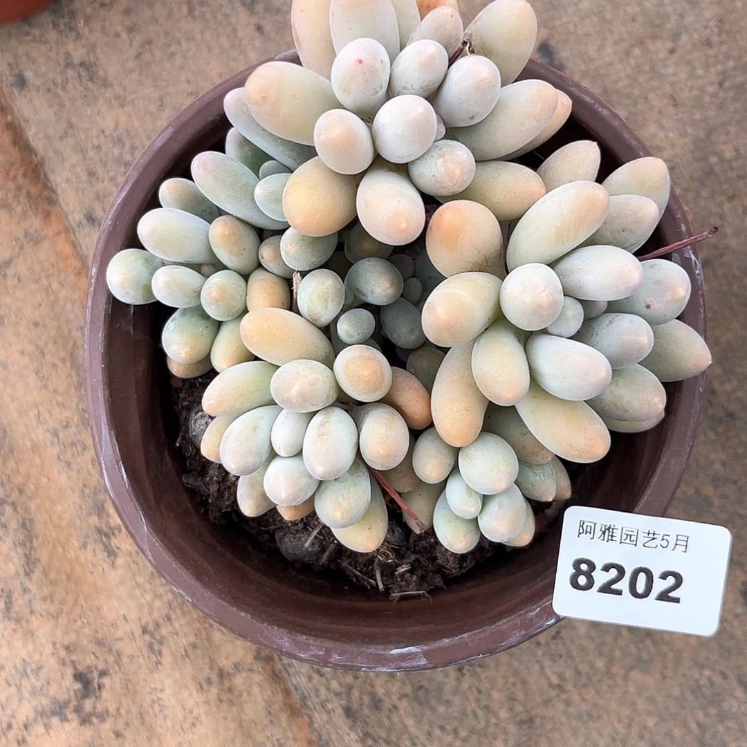 阿雅园艺。     8202