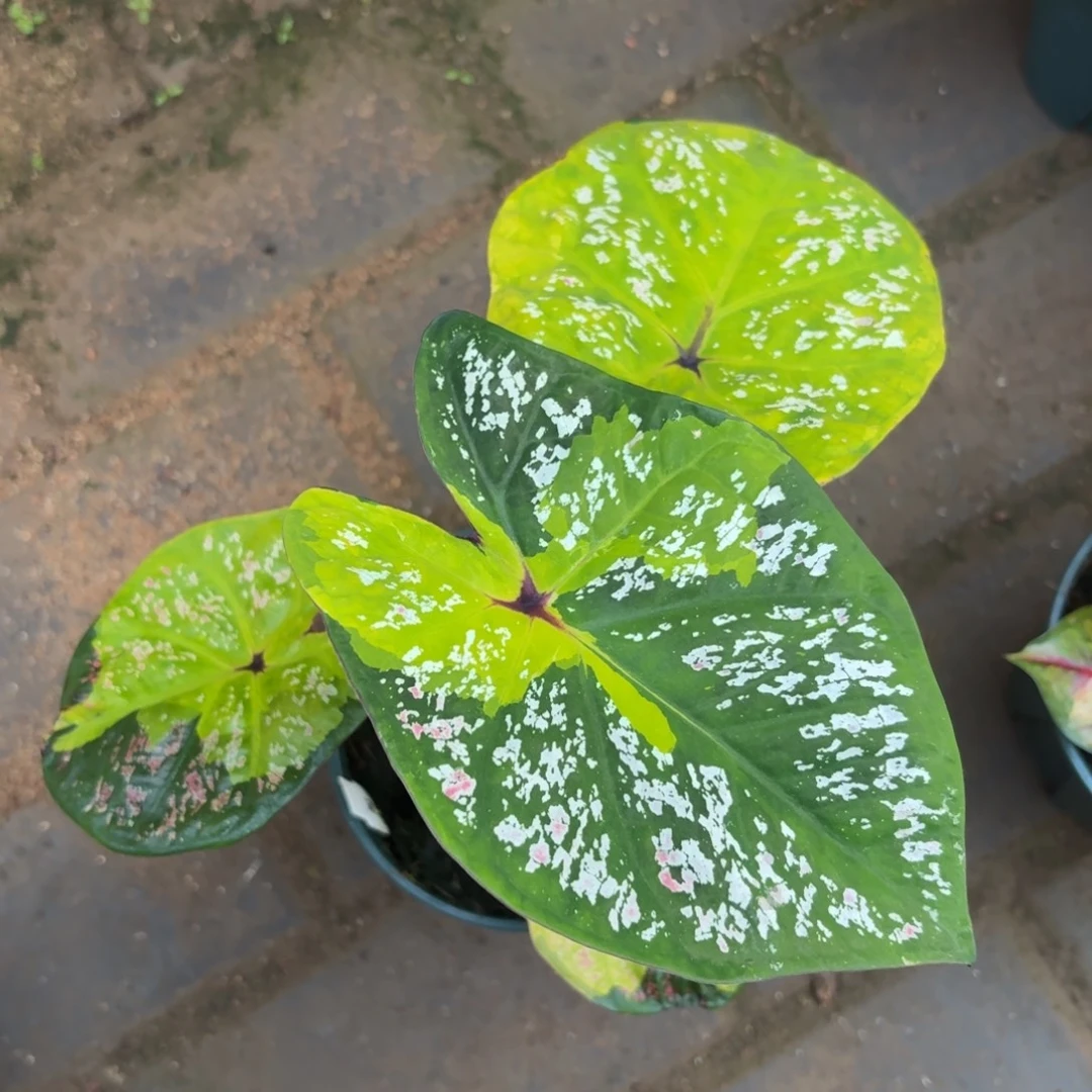 黛比泰国 51-1121