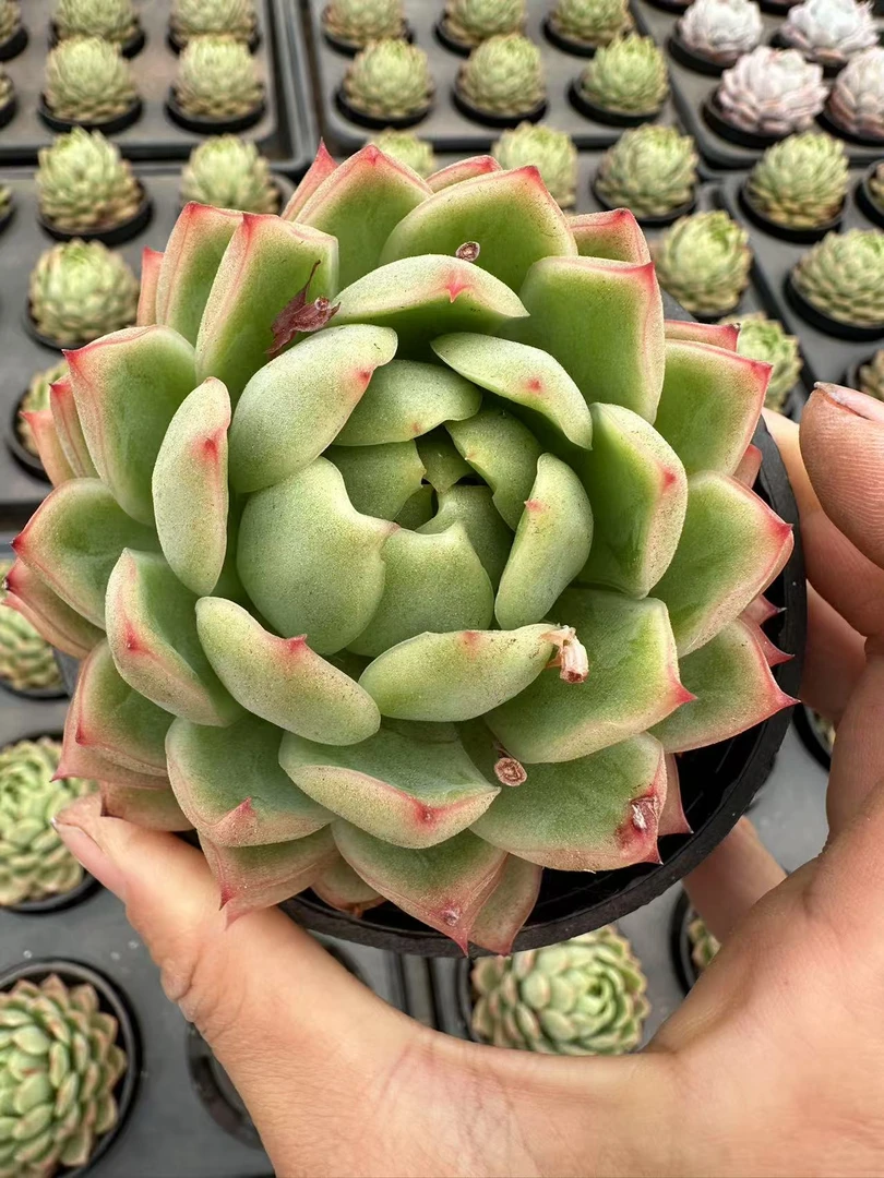 9#壁虎漫步清透版  多肉植物     前男友精品多肉