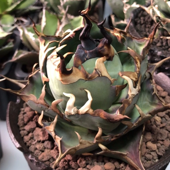 黑帝斯仁王冠龙舌兰