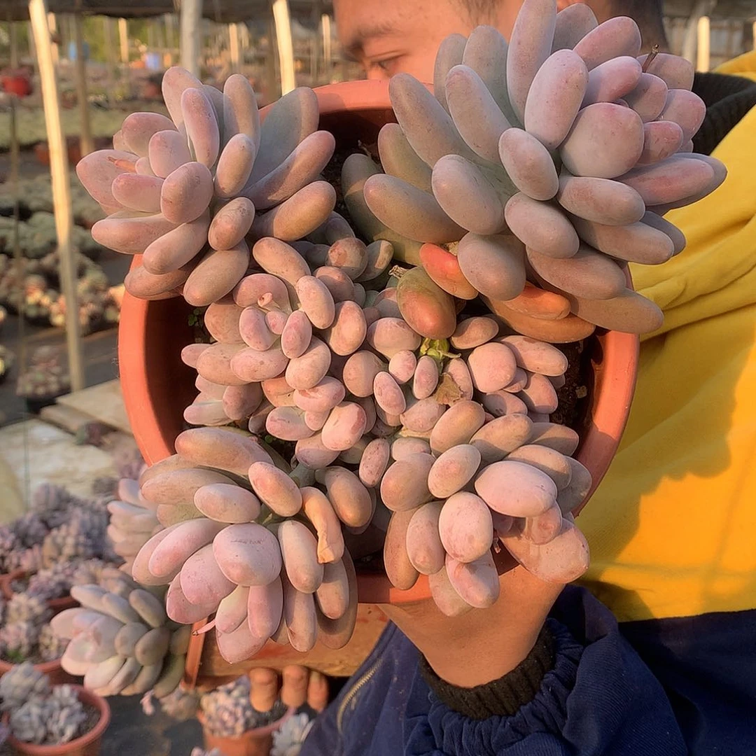 胖哥多肉推荐桃美人9.9