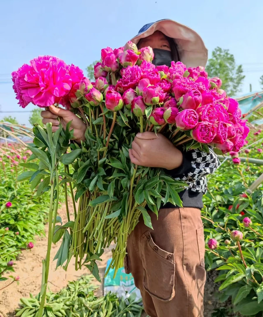 顺丰速运【妃子笑】芍药鲜切花重瓣新鲜水培母亲节菏泽基地直发