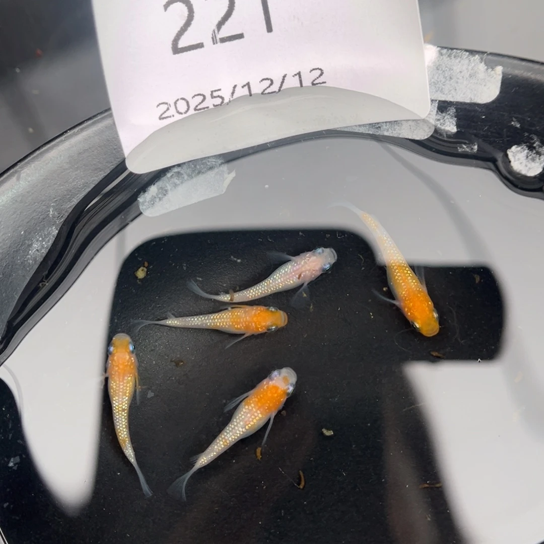 青鳉鱼211王华短五尾