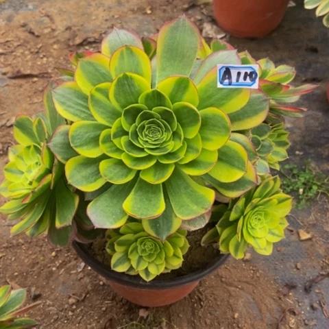 奶白多肉植物110多肉