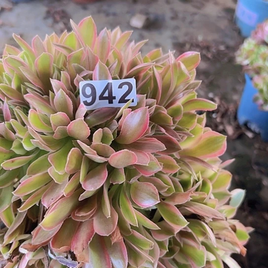 小***样多肉植物一个法师