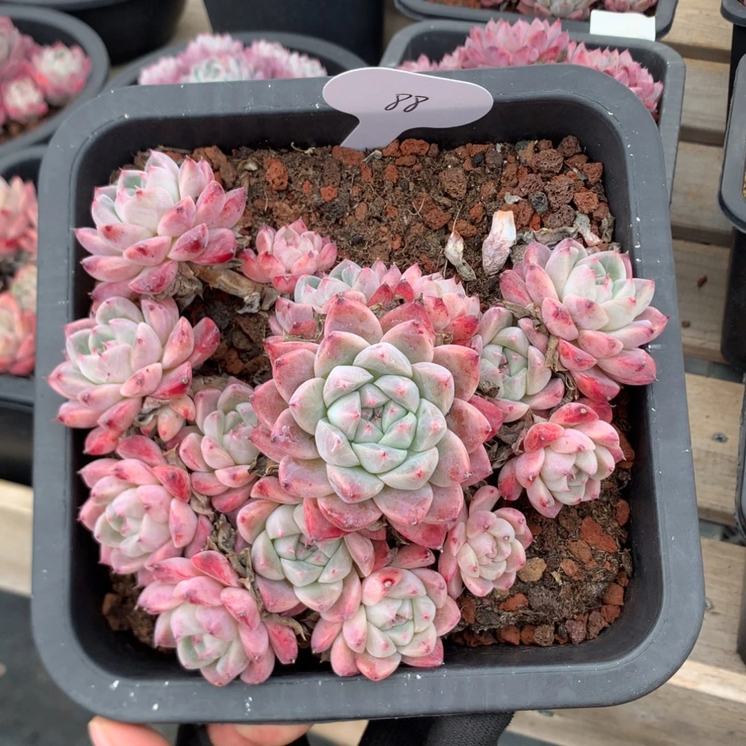 16厘米15头佳人 88