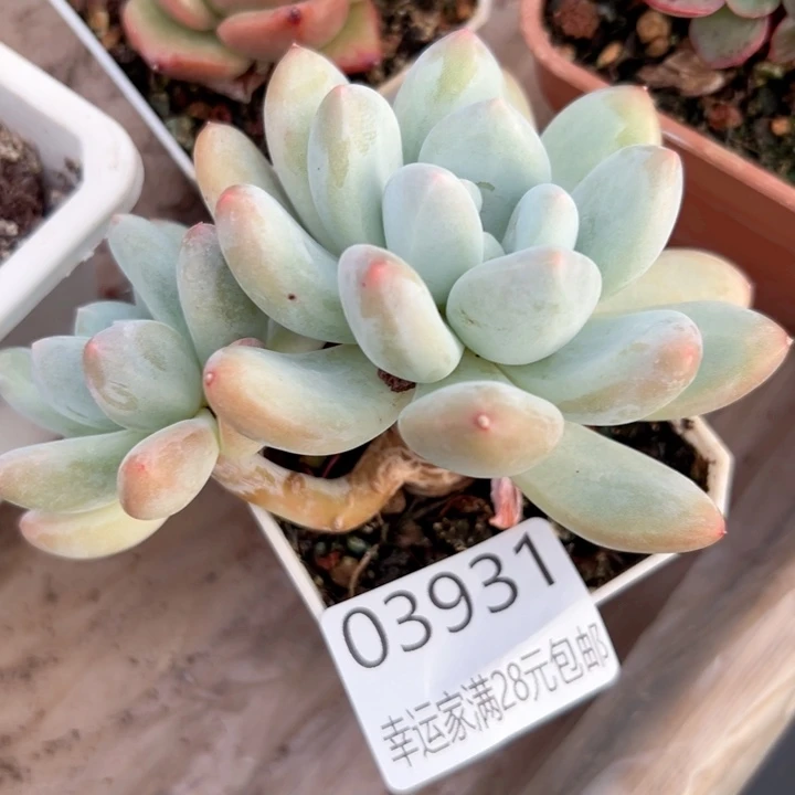 幸运的是我还没遇到你