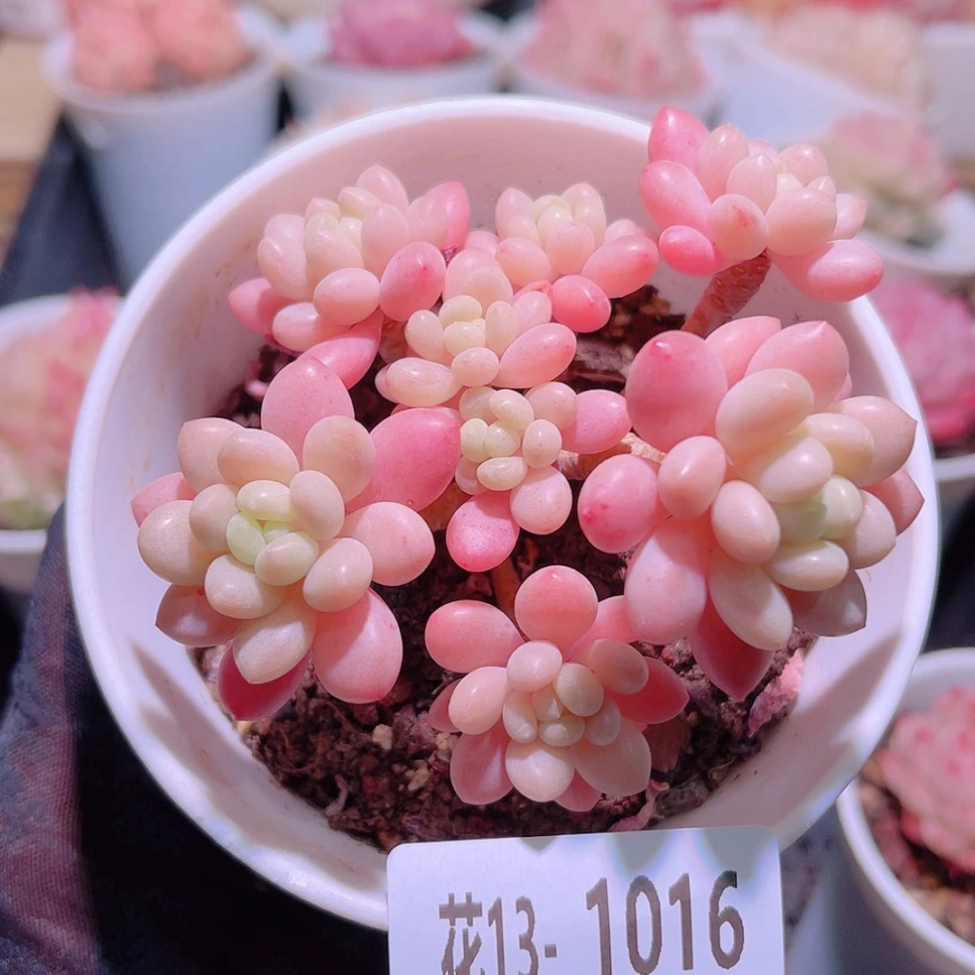 花利美13-1016洛可可