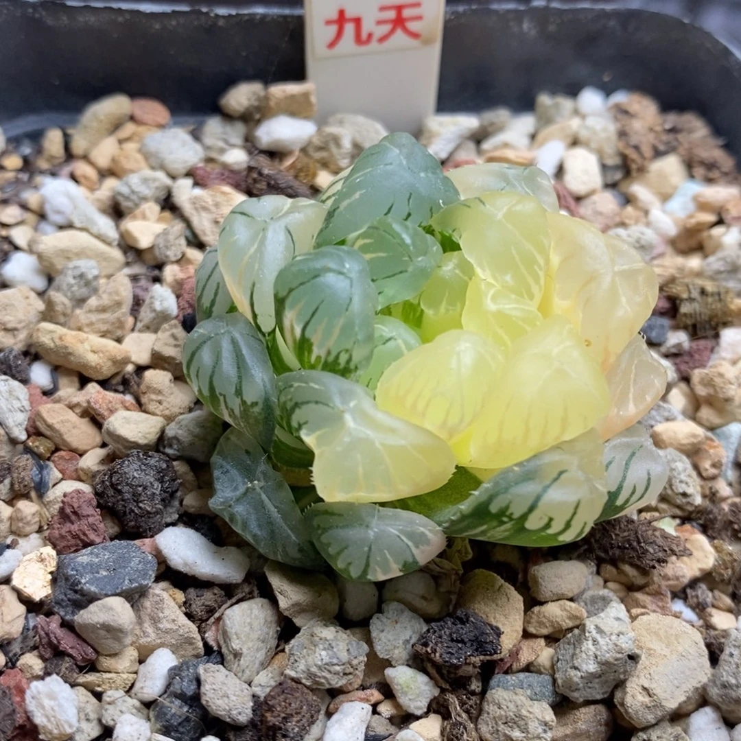 480号实生玉露锦湖水