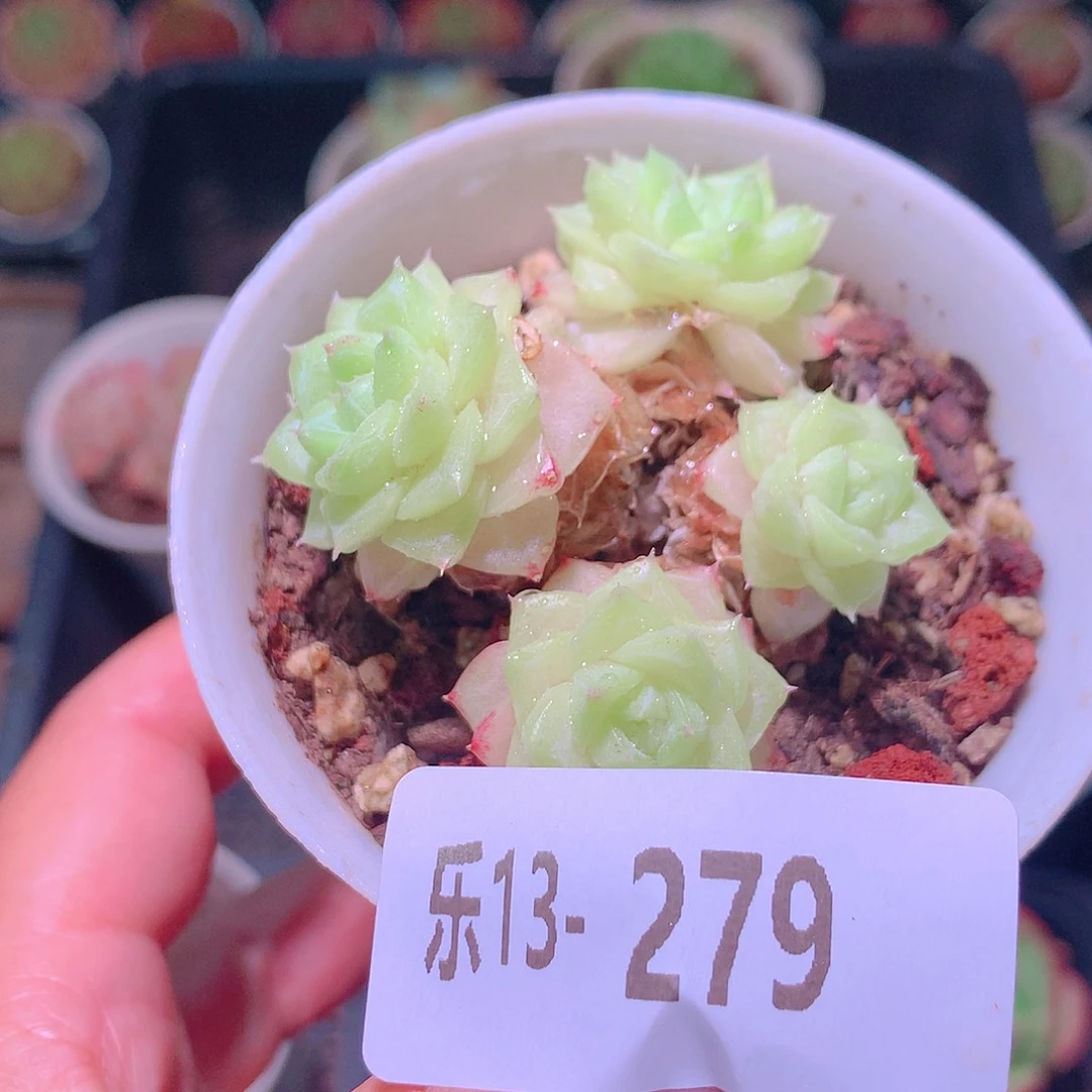 乐然13-279 白天鹅群