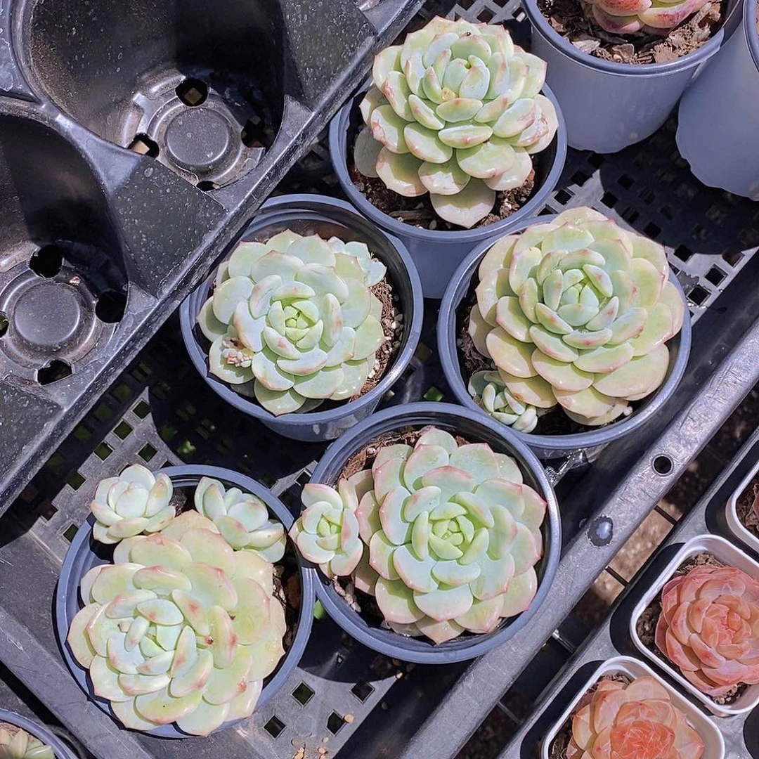 0603- 香草锦单头福利一颗 量拍