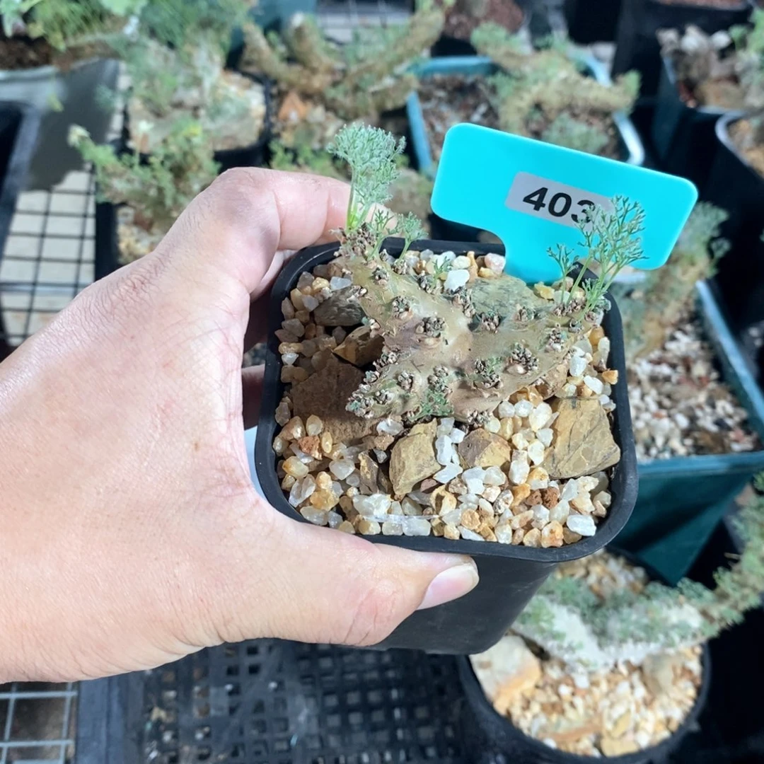 白皮越界多肉植物