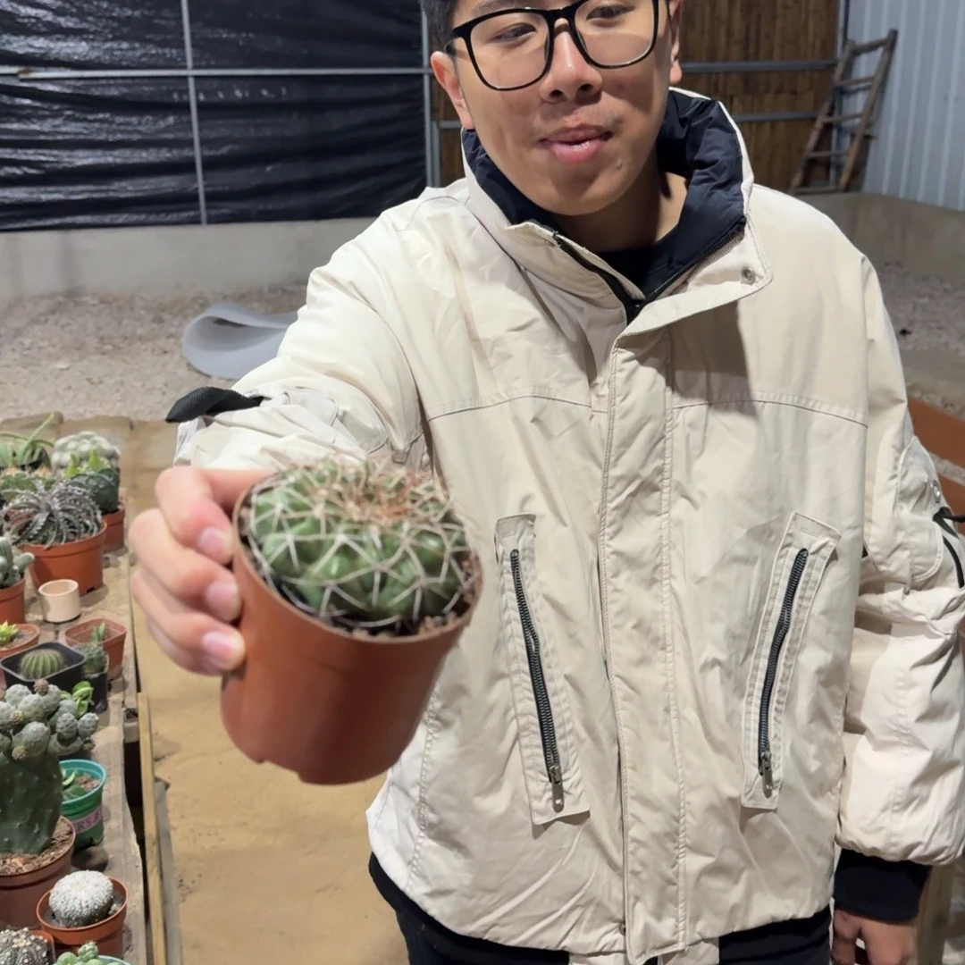 景树园艺 圆盘玉带根
