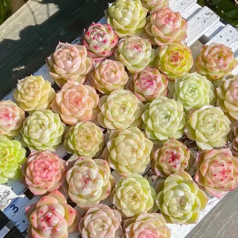 【满9.9包邮】穴盘麦秆4cm混发5颗多肉植物以直播间展示为主