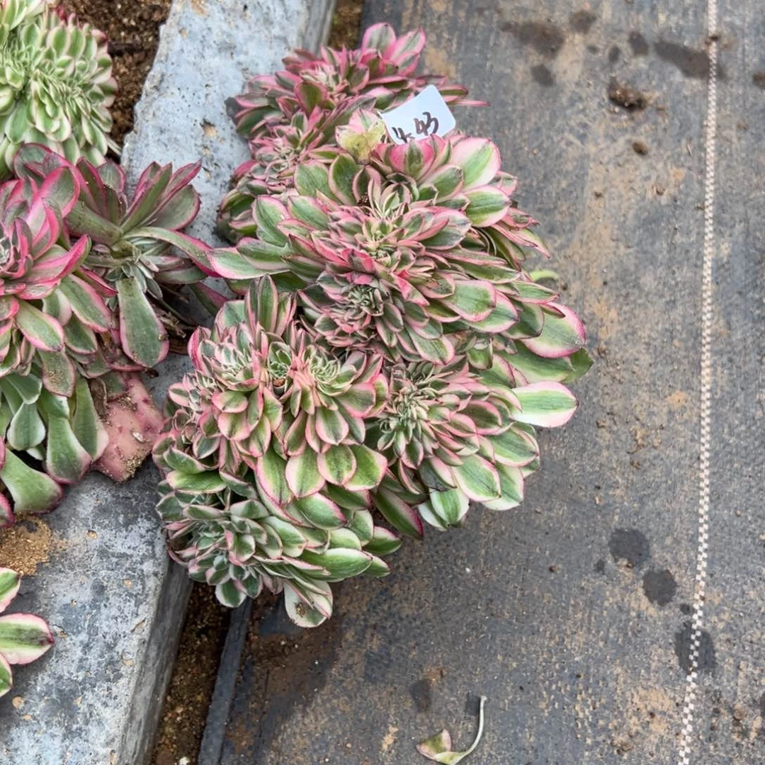 43荔枝缀多肉多肉多肉