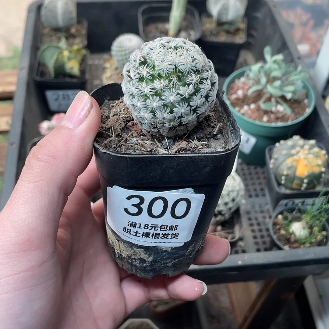 300杜威丸（满18包邮）