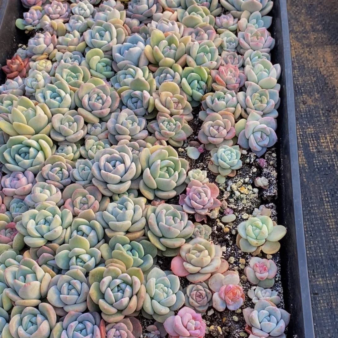 h****h103多肉植物保护研究所所长助理