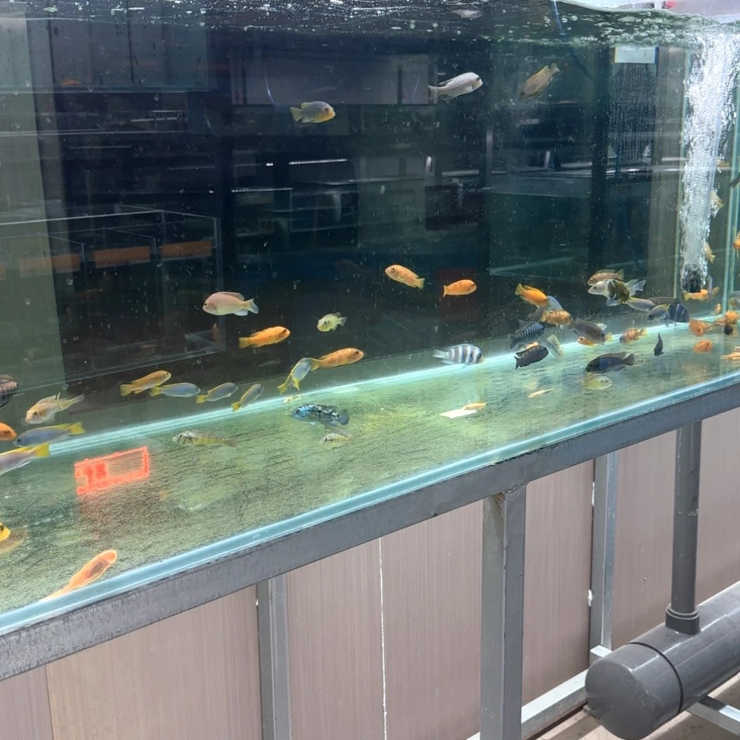 海水A1-9号盲盒福利野生人工都有