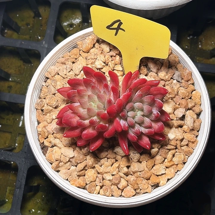 虞美人4号码牌子的