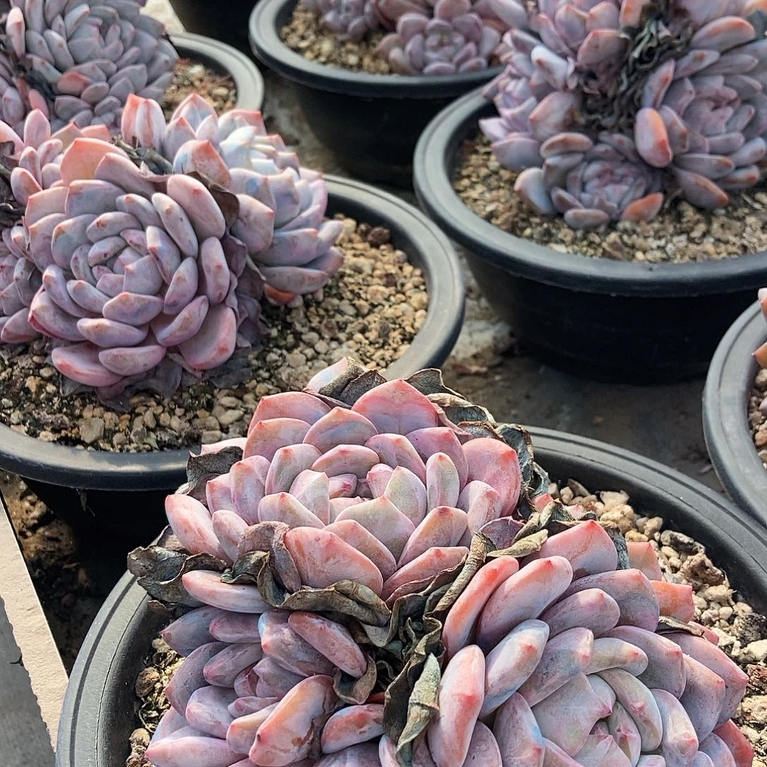 8-5突尼斯随机多头刚才拍4头的宝宝拍