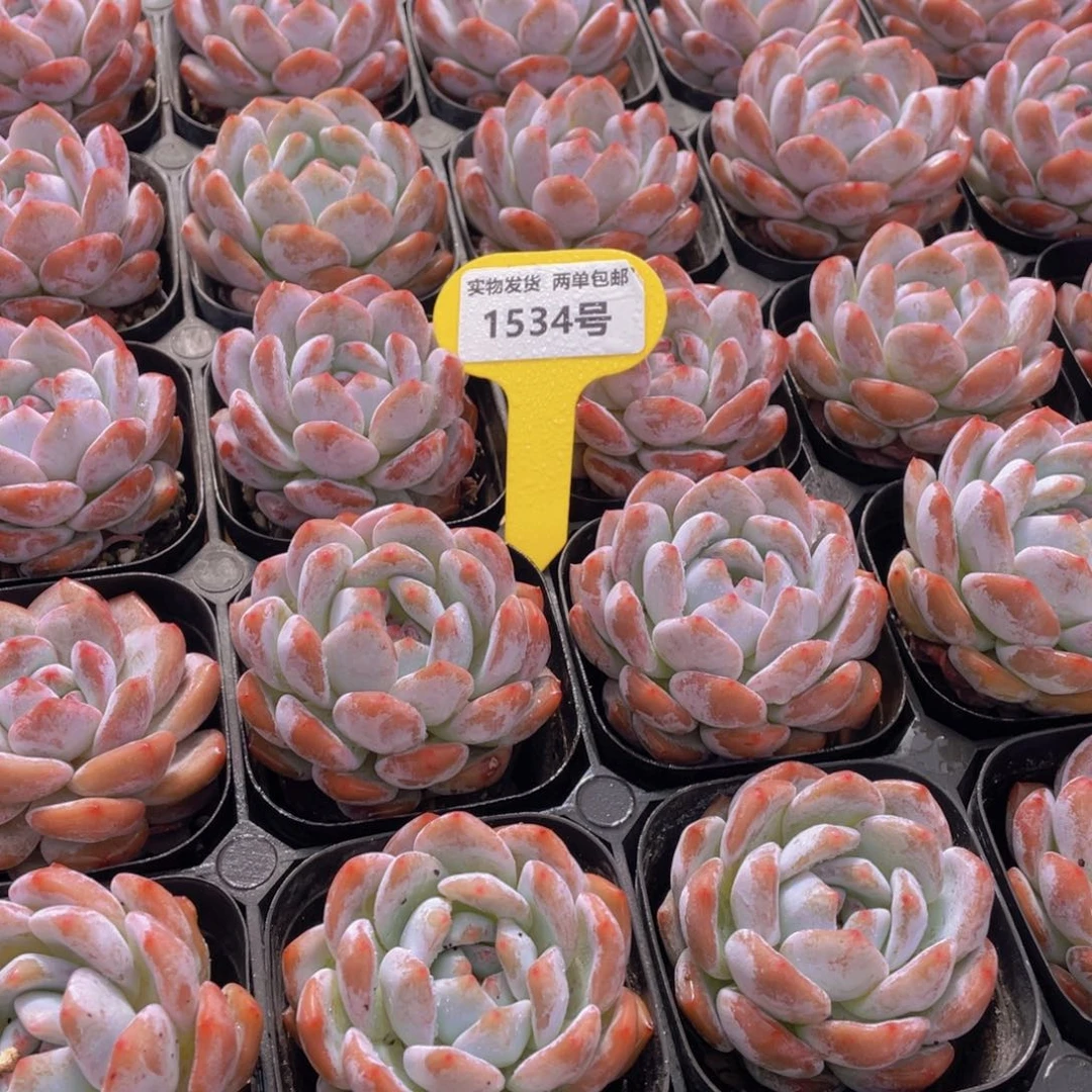 1534号 开播福利包包韩橙单头2个