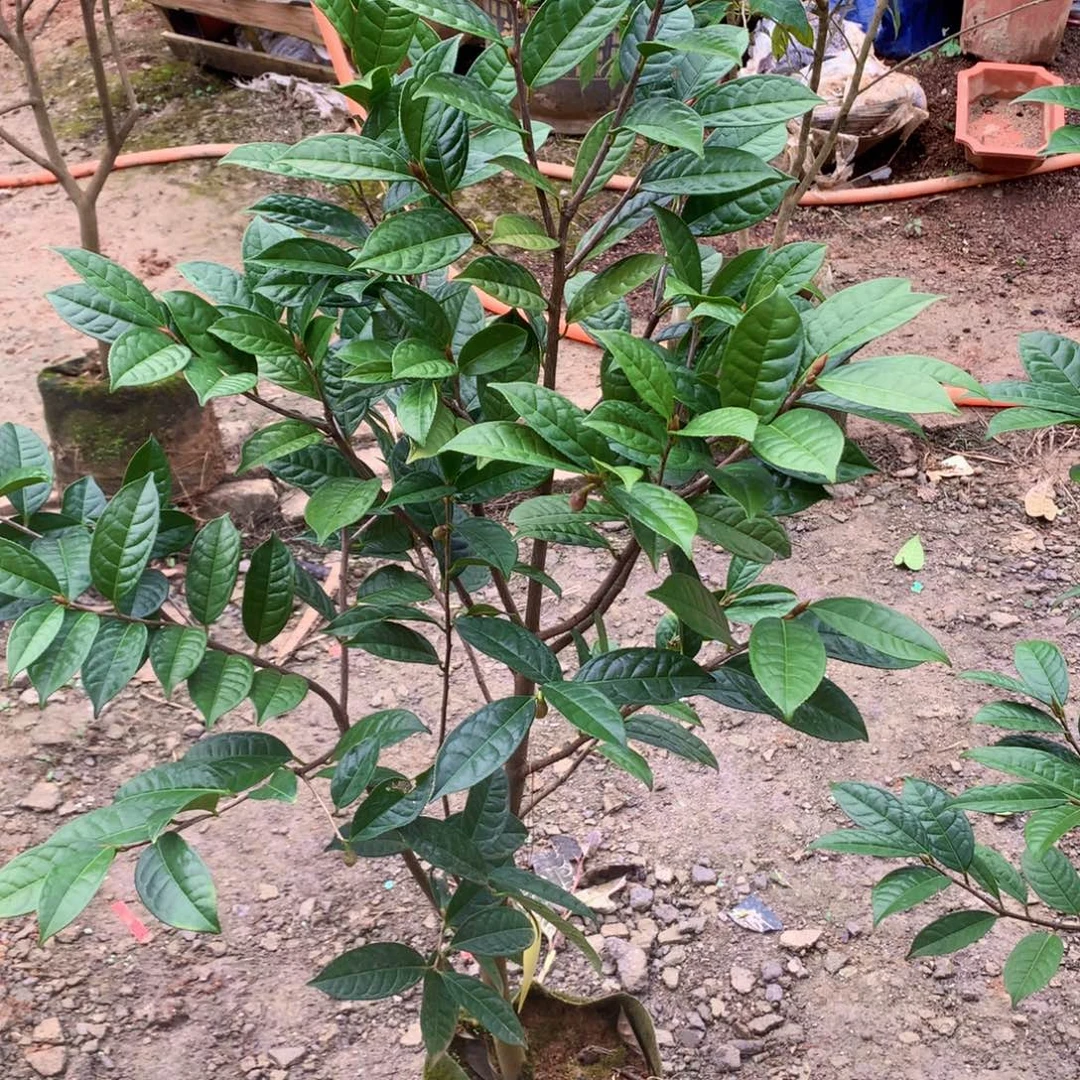 望***叶无花朵邕宁金花茶