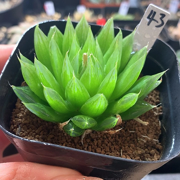 43号实生雨露带盆土