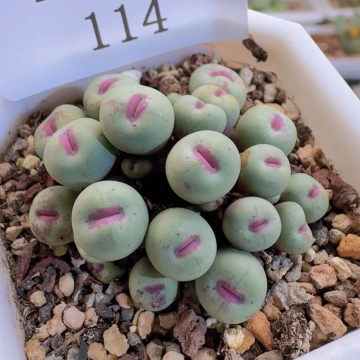 114 小红嘴1380b。