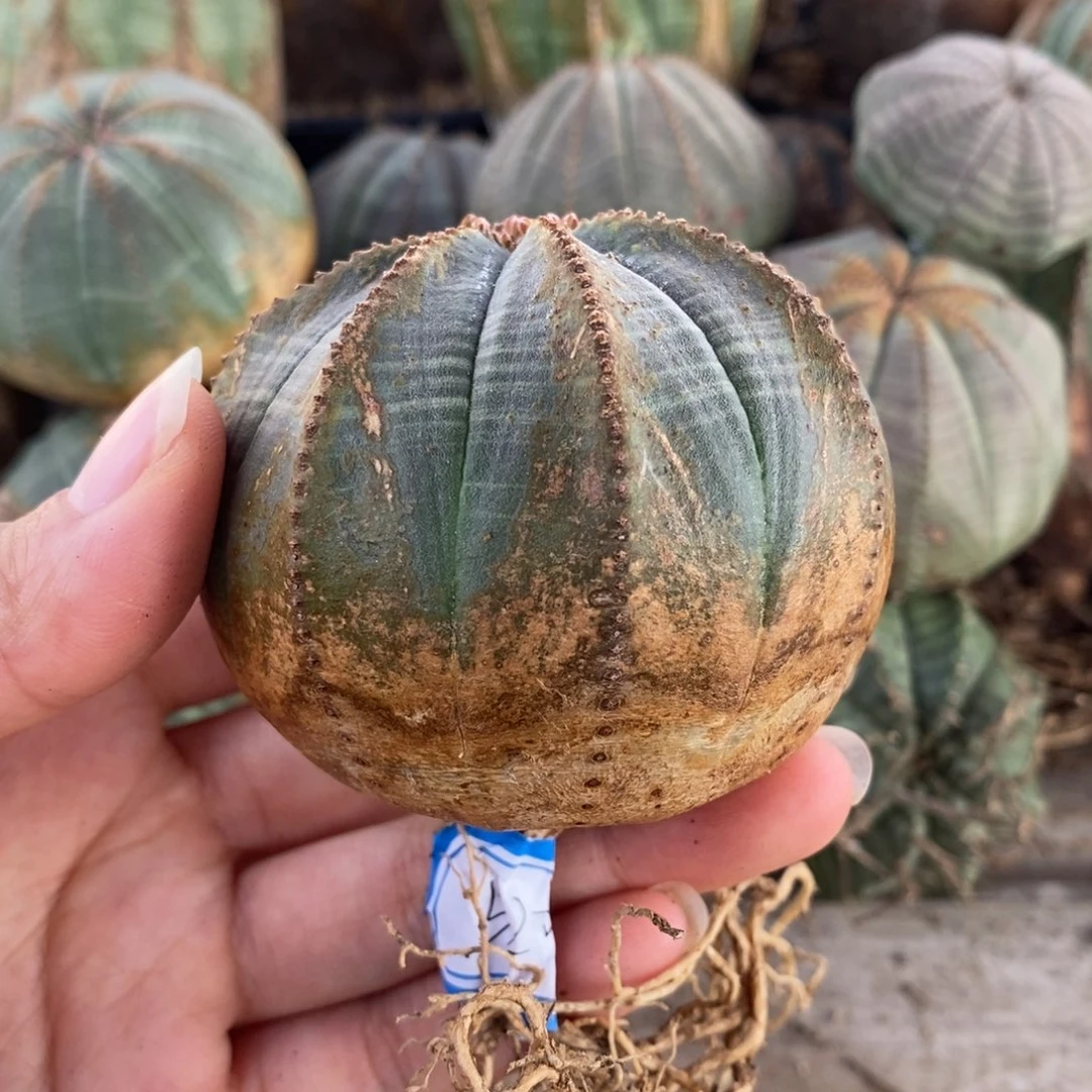 18欧系实生布纹球一物一拍