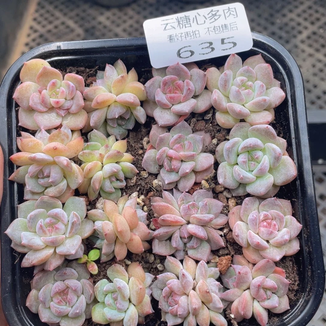 云糖心多肉植物635