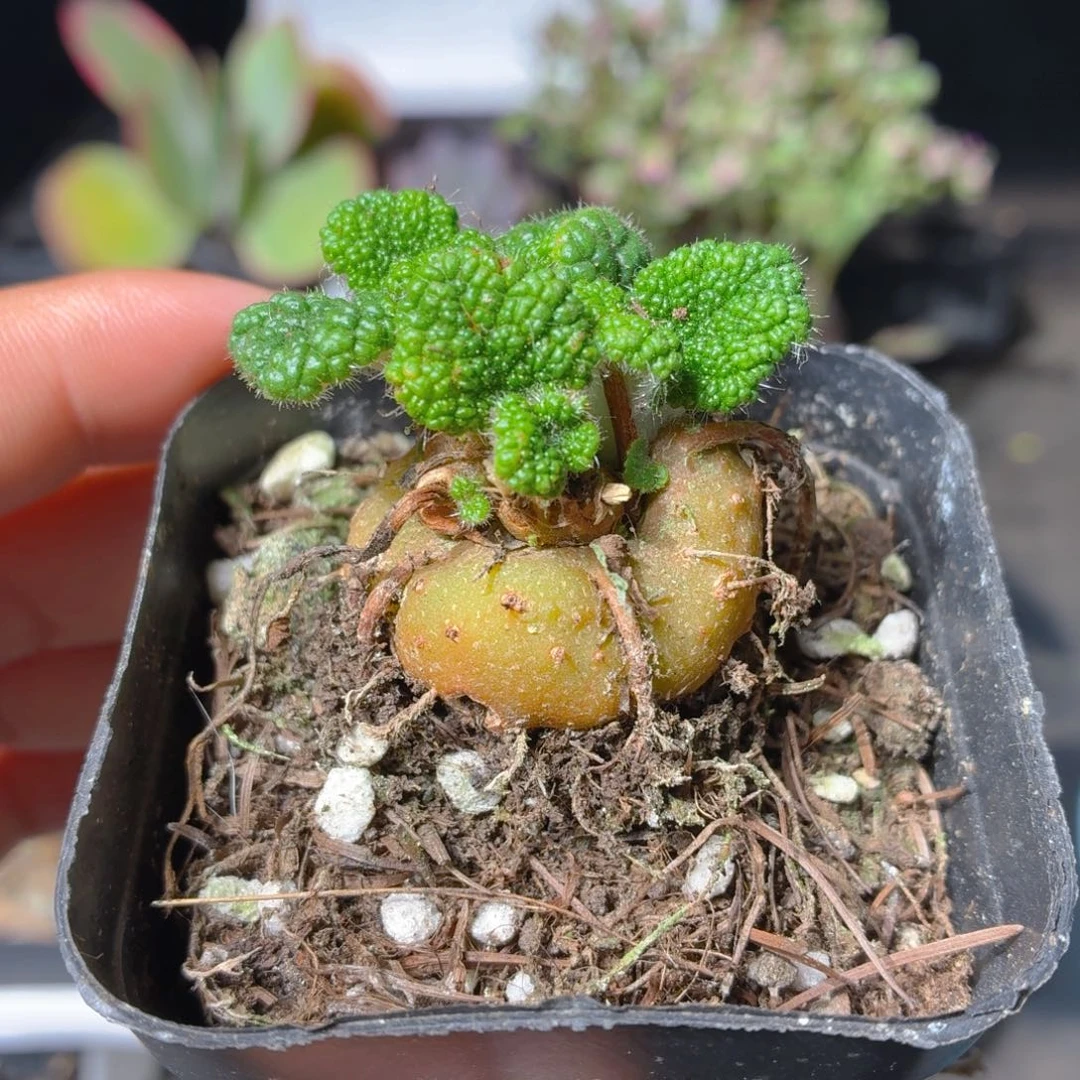 断崖王子多肉9.9包邮发货