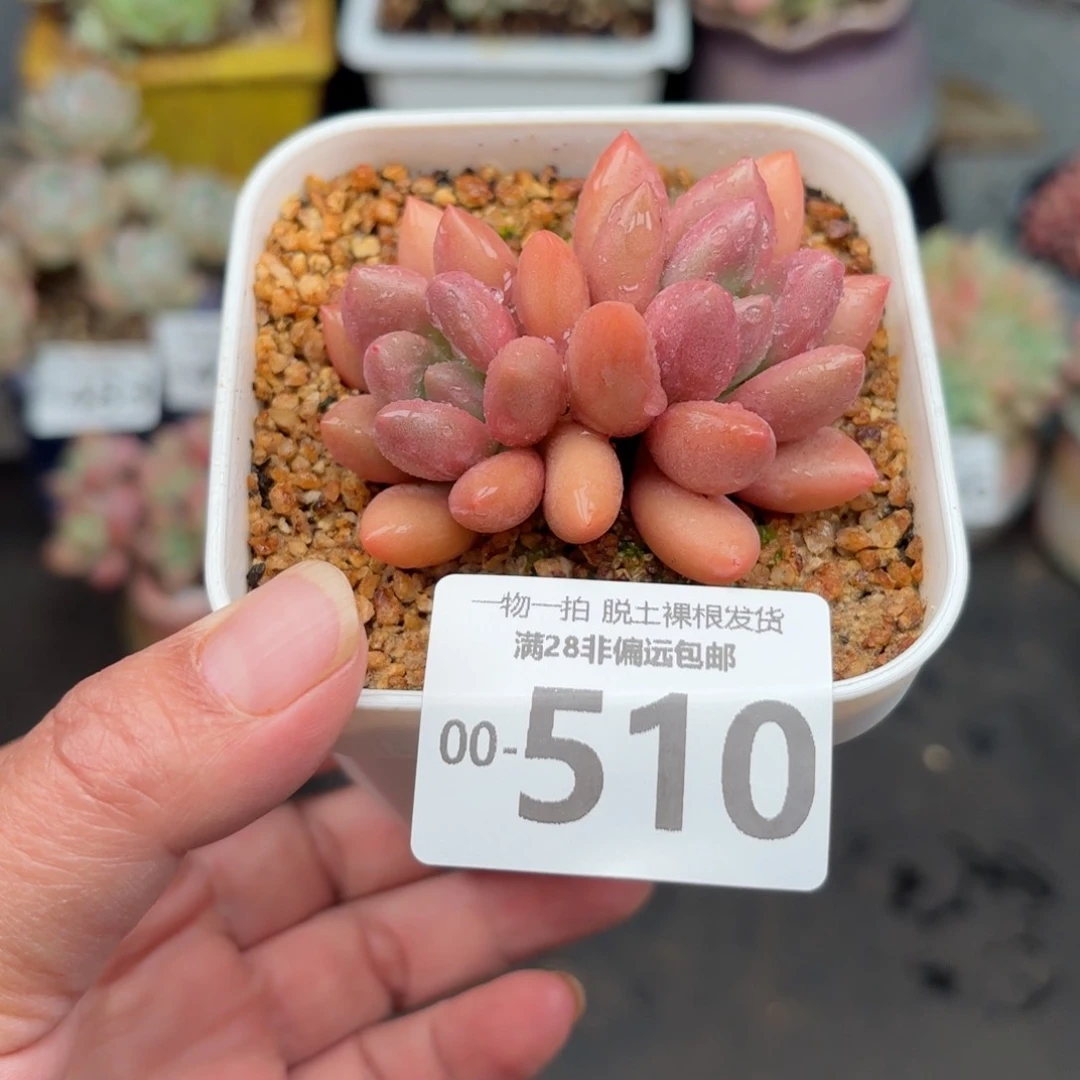 桃花源双头多肉多肉多