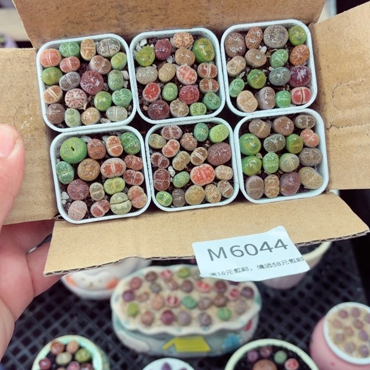 6044零下地区记得拍保温箱满18包邮