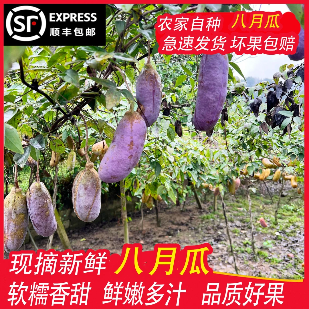 湖南新鲜八月瓜现摘稀有香甜软糯应季水果八月瓜顺丰包邮
