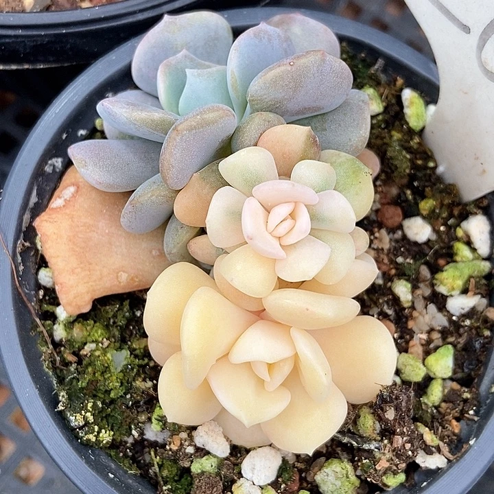 多肉植物雪精灵锦2001