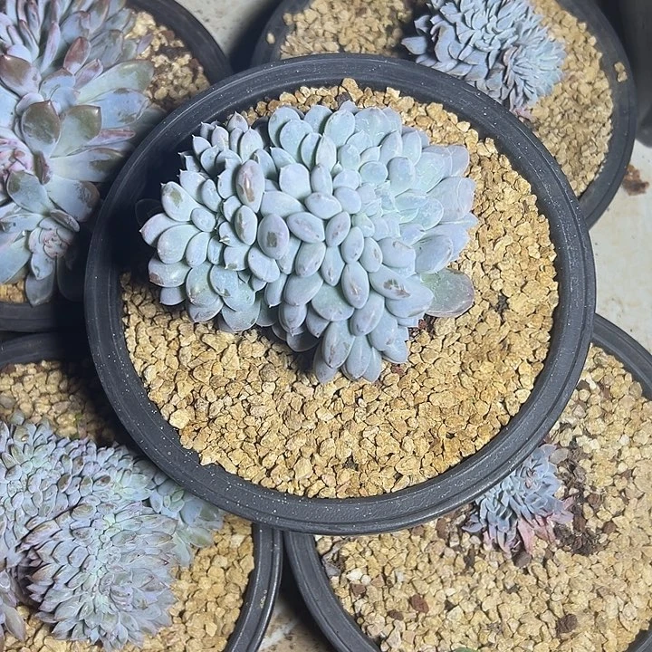 菩提子群生缀化多肉