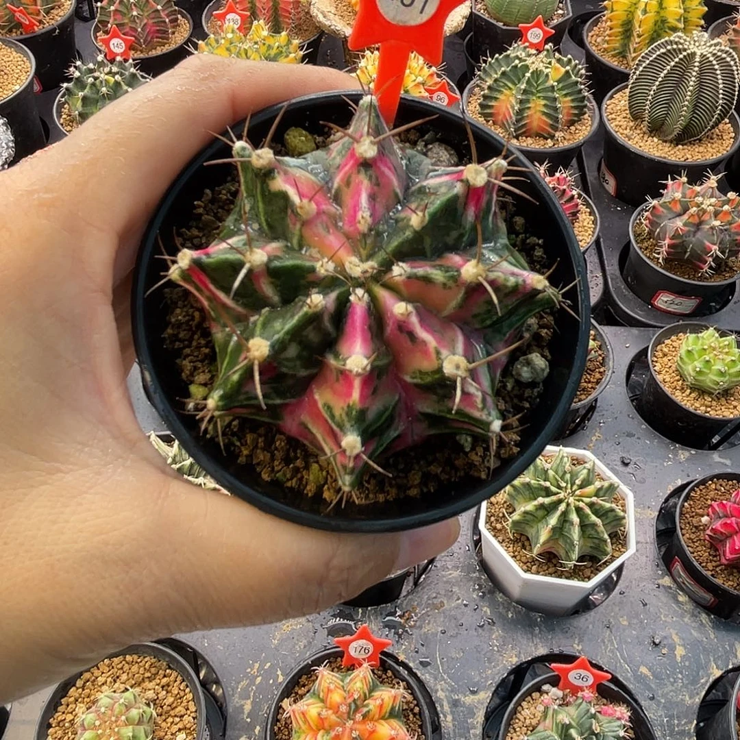 1-131米哈锦6.1厘米