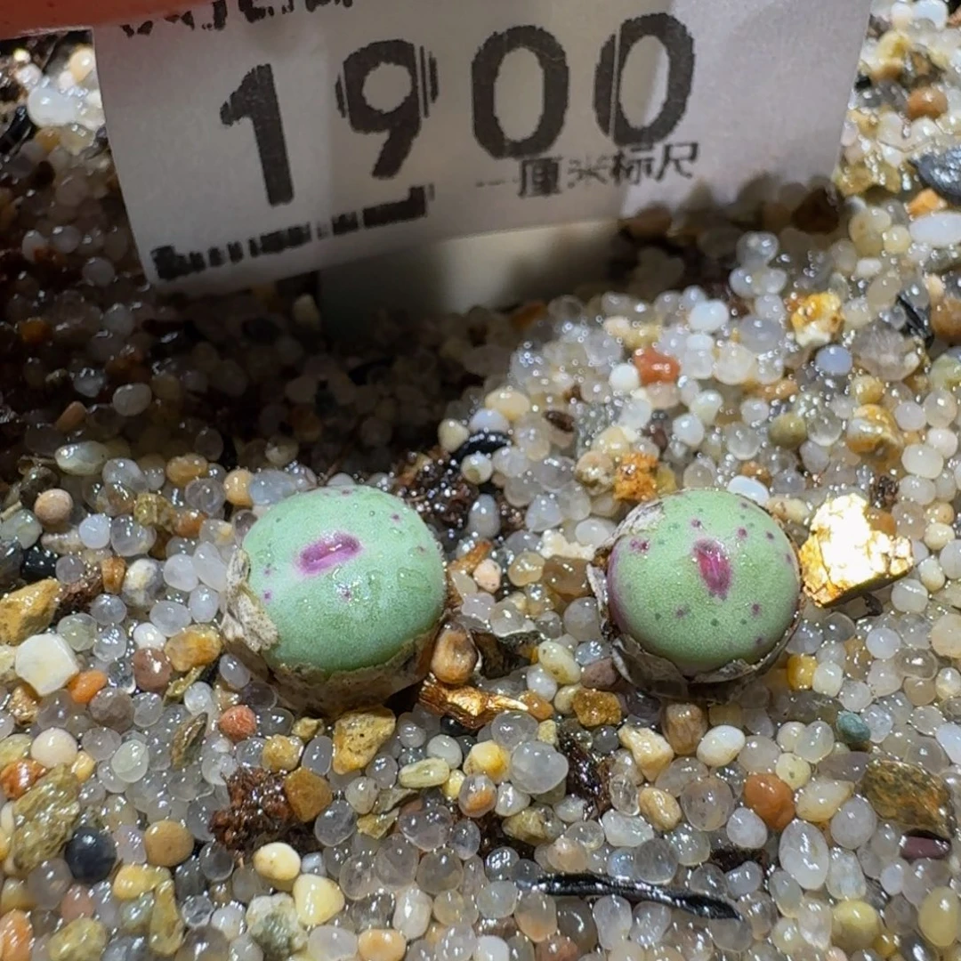 Ssss精品生石花1900