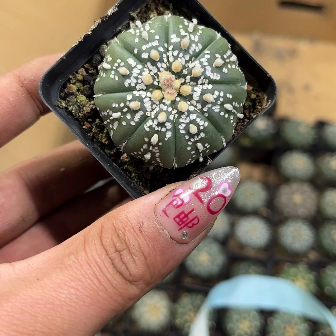 ?*26184一物一拍单头发货