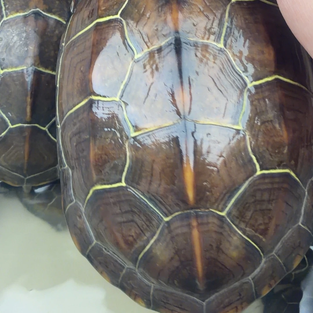 绿毛龟母苏北金线草龟稳产高产种龟