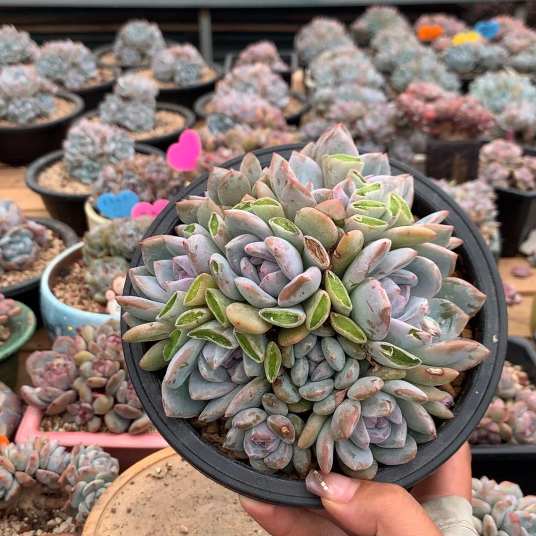 哈哈哈哈哈哈哈哈哈哈