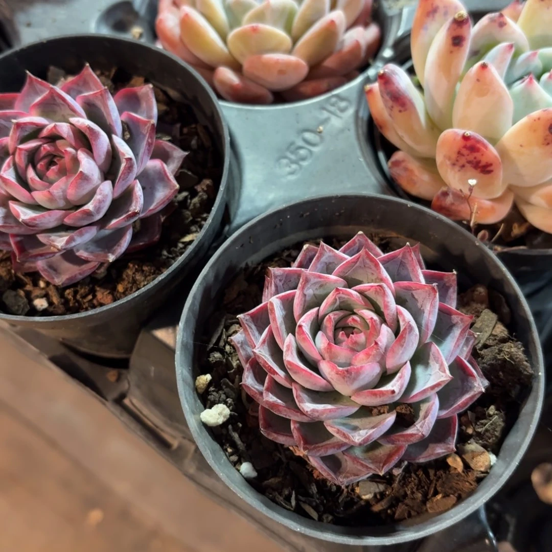 海荷多肉10㎝盆特价