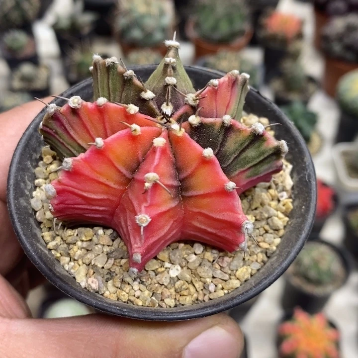 实生肋骨锦特价福利