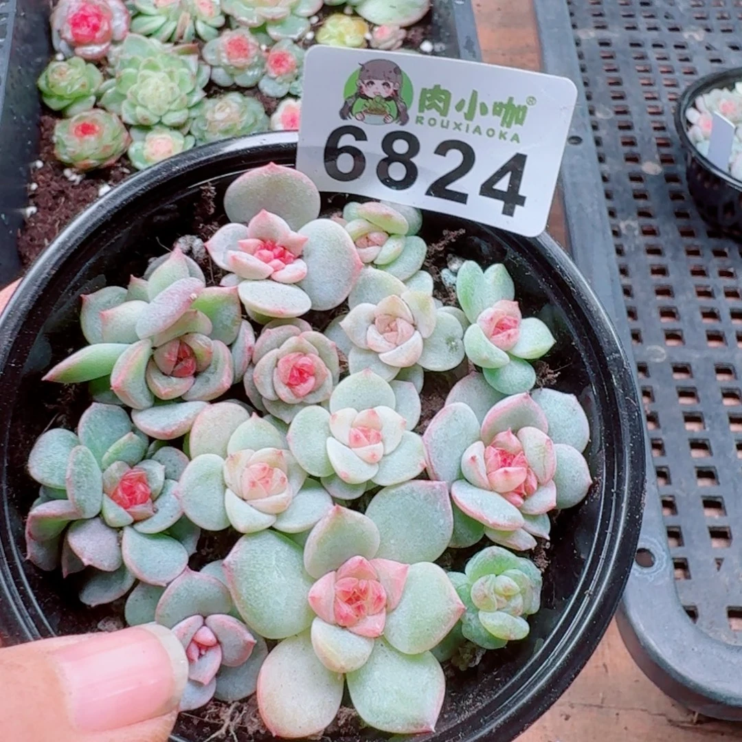 多肉植物多肉植物