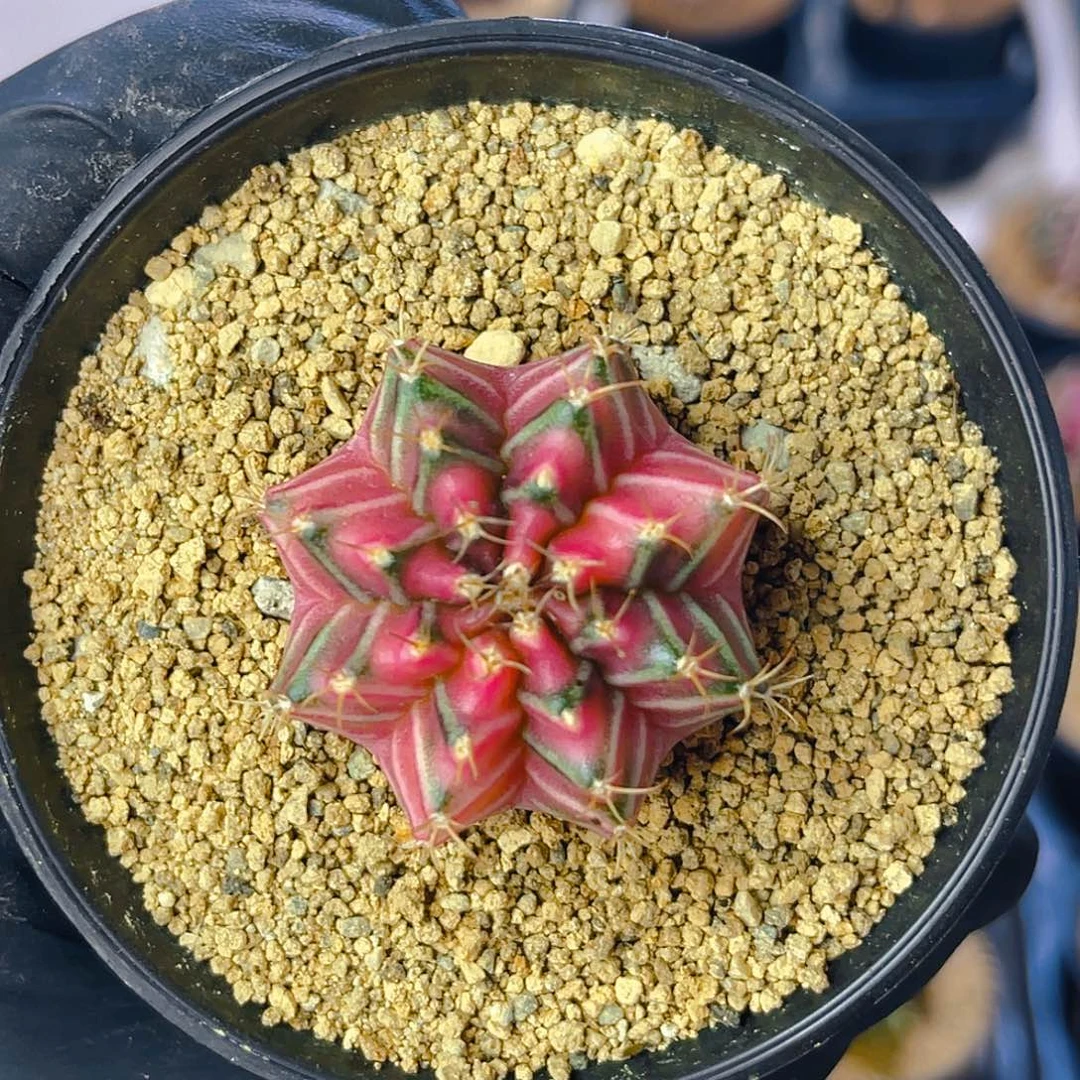 米哈洛维奇001  实生 小精品