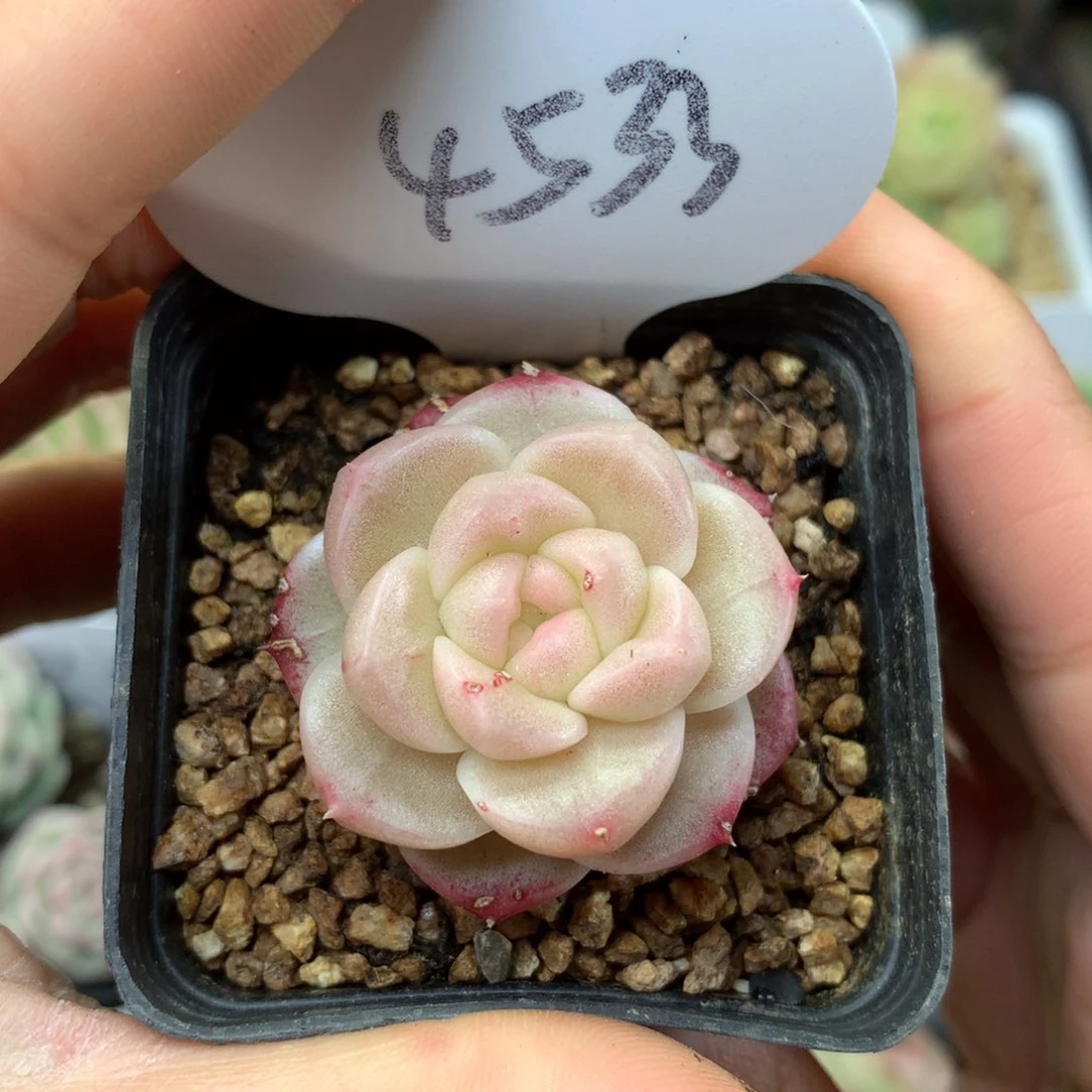 白粉透珍妮单头4533