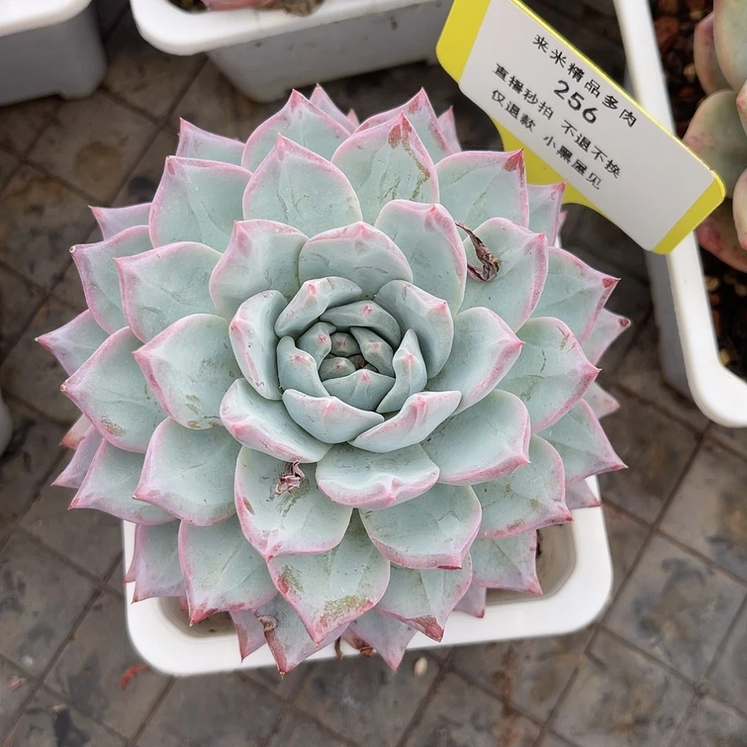 榴****s256粉蓝鸟单头换大盆